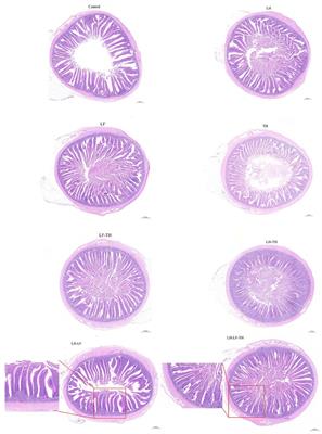 Dietary supplementation with Chinese herb ultrafine powder improves intestinal morphology and physical barrier function by altering jejunal microbiota in laying hens